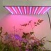 plant growth lamp