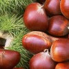 Sell chestnut