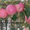 Sell fuji apple