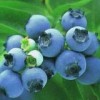 blueberry anthocyanin