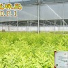 Professional sandalwood seedlings (China sandalwood seedlings will be professional)