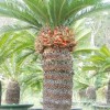 export cycas revolute, palm tree, bonsai, ficus