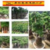 export ficus microcarpa, bonsai, Terminalia, bauhinla