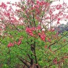 export Chorisia speciosa, prunus, tree, bonsai