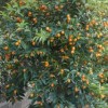 export citrus mitis, fruit tree, bambusa, lagerstroemia