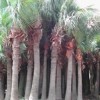 export livistonia chinensis, palm, pachira, cassia