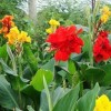 export Canna Indica 美人蕉, tabebuia, cassia, terminalia