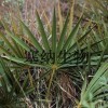 Saw palmetto extract, fatty acids 25% 45%