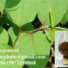 Professional manufacture supply resveratrol