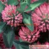 Professional manufacture supply natural /Red Clover P.E.