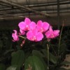 Phalaenopsis