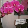 Phalaenopsis