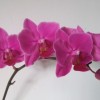 Phalaenopsis