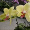 Phalaenopsis