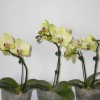 Phalaenopsis