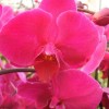 Phalaenopsis