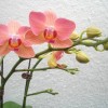 Phalaenopsis