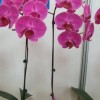 Phalaenopsis