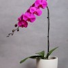 Phalaenopsis