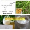 Giant Knotweed Extract