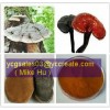 Ganoderma lucidum spore powder