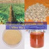 American Ginseng Root Extract