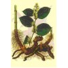 Giant knotweed extract & Resveratrol