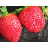 Strawberry extract