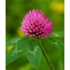 Red Clover extract