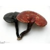 Reishi Mushroom extract