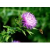 Milk Thistle extract & 80% Silymarin