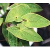 Epimedium extract