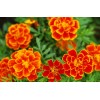 Marigold extract & Lutein