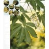 Horse Chestnut extract