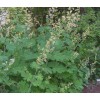 Macleaya Cordata Extract