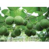 fructus momordicae extract