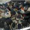 Synthetic Charcoal for cooking and BBQ