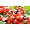 Guarana Extract