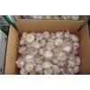 Fresh garlic crop 2013