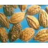 Terminalia bellerica Extract