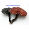 Reishi Mushroom Extract