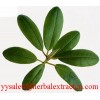 Corosolic acid(Loquat Leaf Extract)