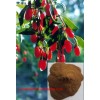 Goji berry extract(Wolfberry Extracts)