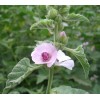 Althaea officinalis Extract