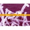 Bifidobacterium Longum