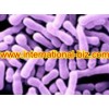 Bifidobacterium lactis