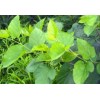 Mulberry leaf extract