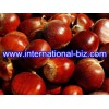 Chestnut Shell Brown