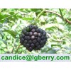 Eleutheroside 0.65%,0.8%,1.5% Siberian Ginseng Extract