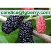 Natural fruit extract anthocyanin mulberry extract powder